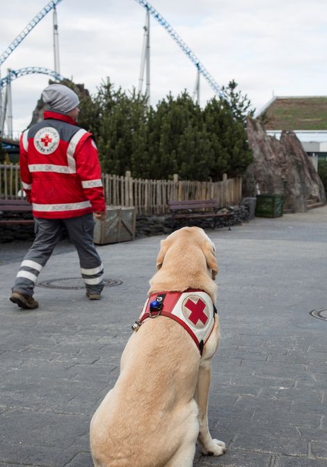Der erfahrene Rüde Magnus lässt sich anzeigen, in welche Richtung er suchen soll. Bild © DRK Rettungshundestaffel Freiburg