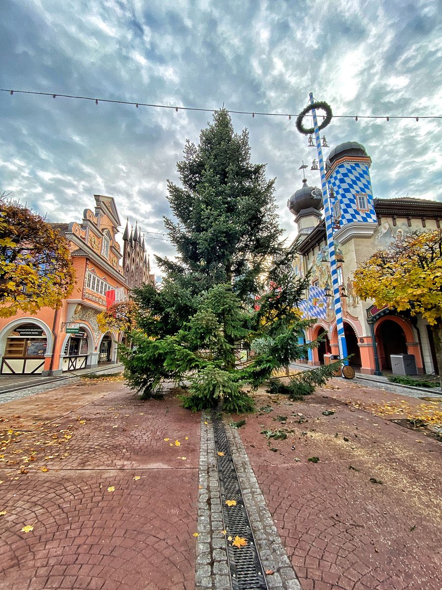 Der Weihnachtsbaum der Gemeinde Sélestat steht schon in der Deutschen Allee im Europa-Park. Bild: Europa-Park